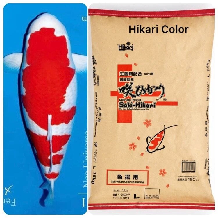 Hướng dẫn cho ăn thức ăn cá Koi Saki Hikari Color Enhancing