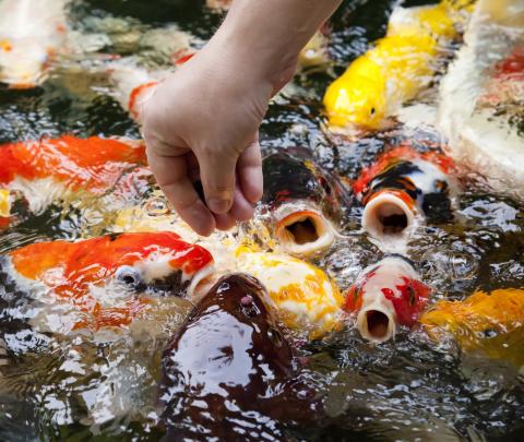 Hướng dẫn cho ăn thức ăn cá Koi Hikari Economy