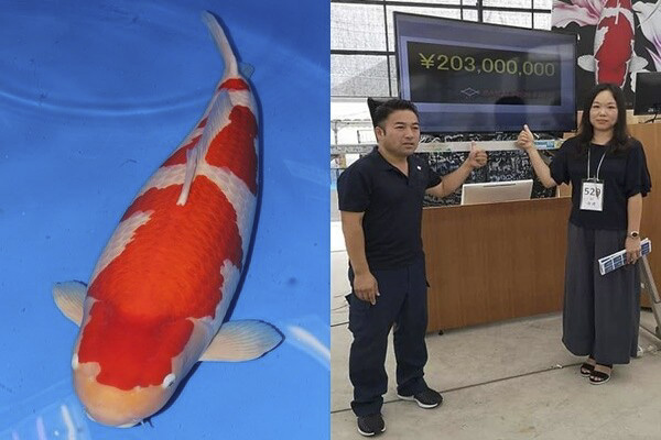 Cận cảnh cá Koi đắt nhất thế giới giá 42 tỷ đồng có gì đặc biệt?
