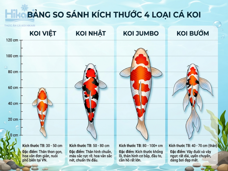 Cá Koi Jumbo và Koi Nhật có cân nặng vượt trội so với Koi Việt Nam nhờ quy trình chọn lọc gene