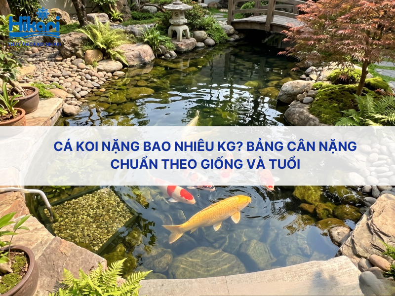 Cá Koi nặng bao nhiêu kg? Bảng cân nặng chuẩn theo giống và tuổi