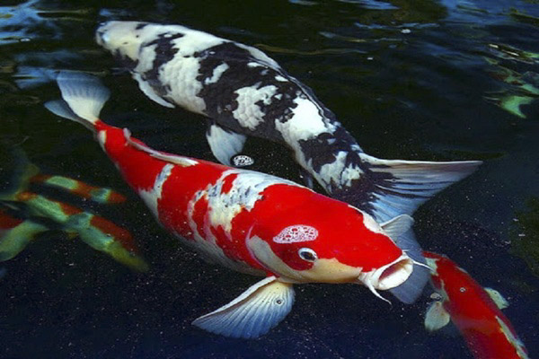 Cá Koi Shiro Utsuri: Nguồn gốc, ý nghĩa, cách chọn và chăm sóc