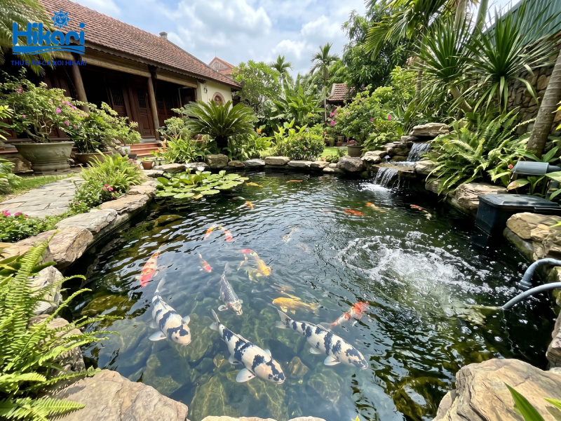 Hồ nuôi cá koi Shiro Utsuri chuẩn với hệ thống lọc và sục khí tại Việt Nam