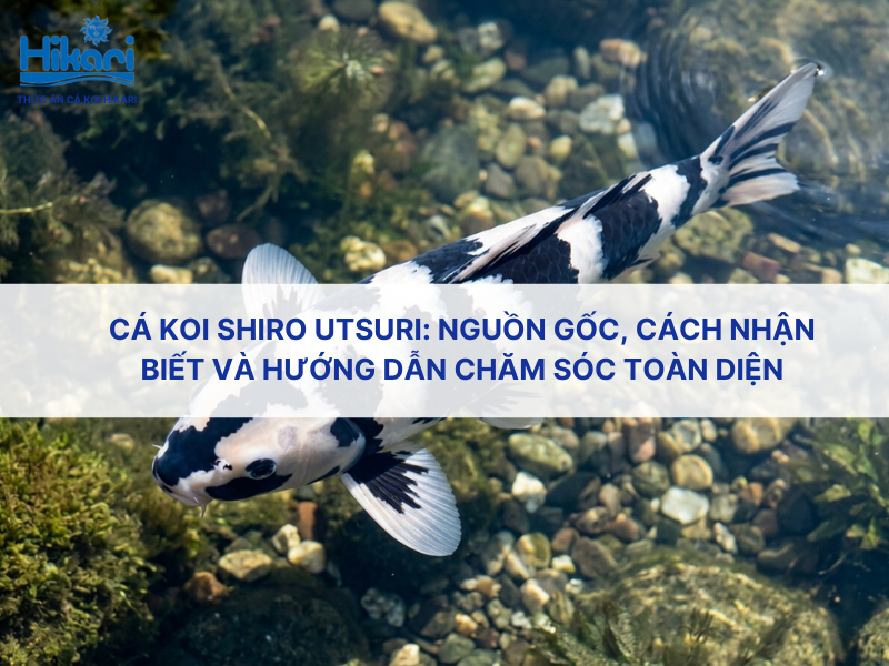 Cá koi Shiro Utsuri chuẩn Nhật với pattern đen trắng đặc trưng nhìn từ trên xuống