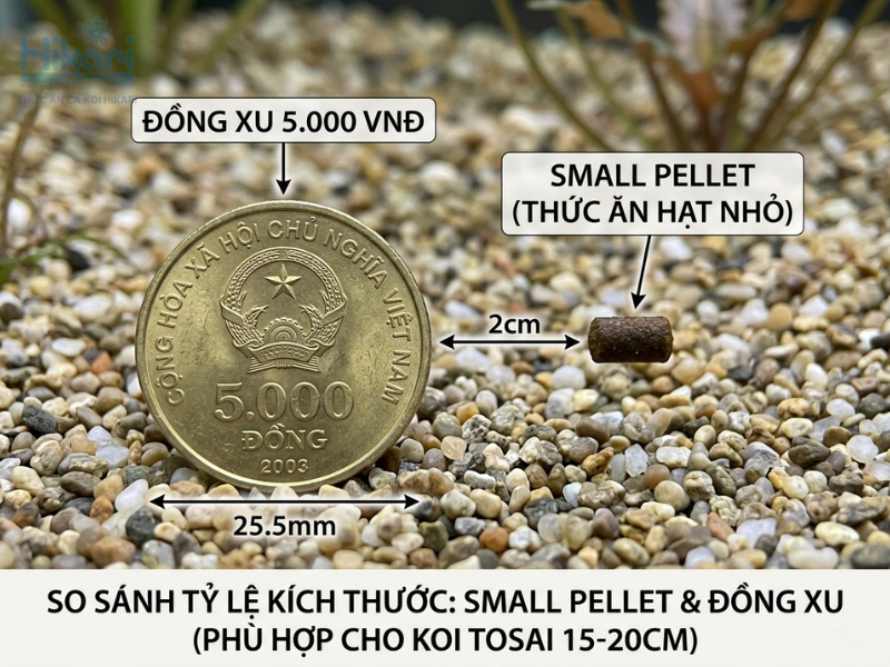 Lượng thức ăn và tần suất cho ăn cần thay đổi theo nhiệt độ nước giúp cá koi tosai phát triển tốt