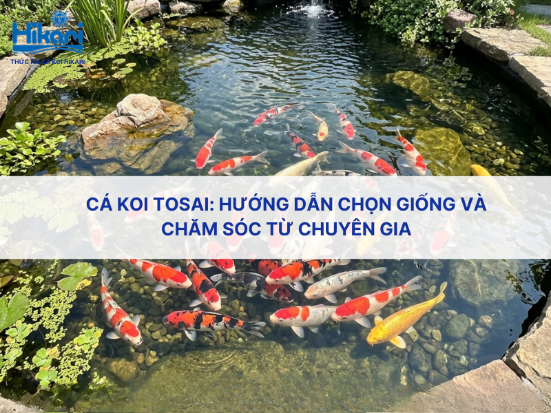 Cá koi tosai: Hướng dẫn chọn giống và chăm sóc từ chuyên gia