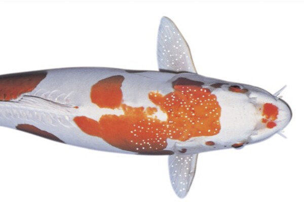 Bệnh đốm trắng -  Các bệnh phổ biến trên cá koi