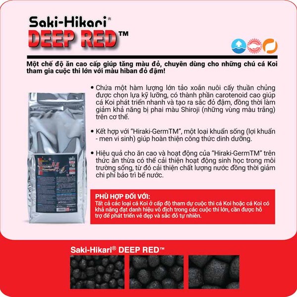 Saki-Hikari Deep Red: Giải pháp thức ăn lên màu cho cá Koi cần sắc đỏ chuyên sâu