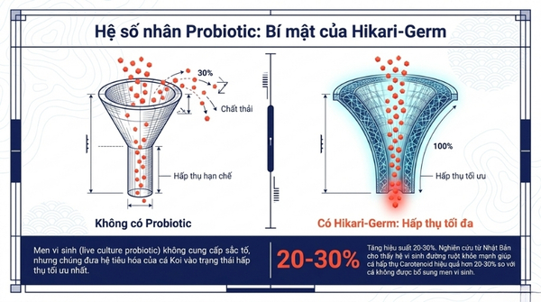 Thành phần dinh dưỡng và cơ chế tác động đột phá