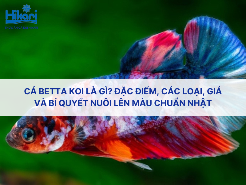 Trang chủ 25 Cá betta Koi là gì? đặc điểm, các loại, giá và bí quyết nuôi lên màu chuẩn Nhật