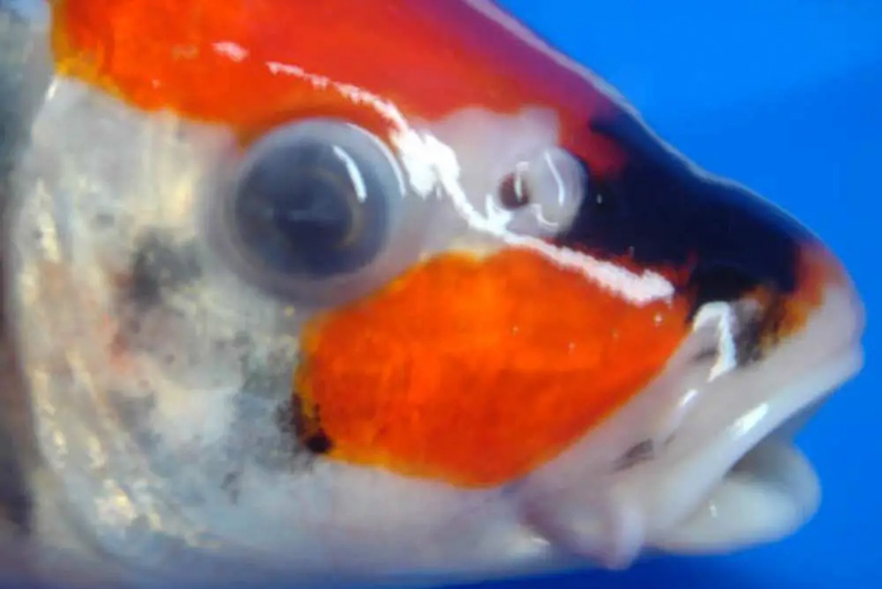 Cá Koi bị lồi mắt là tình trạng mắt cá sưng phồng, lồi ra bên ngoài do bị nhiễm trùng