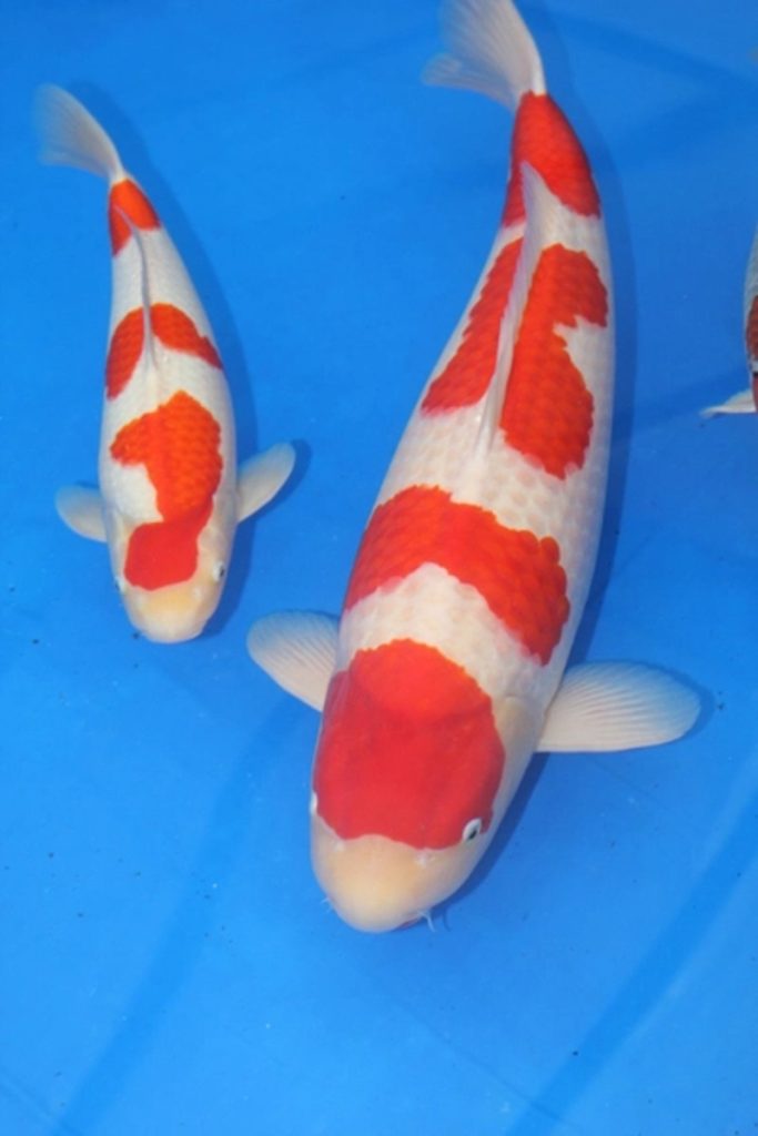 Cá Koi Kohaku nổi tiếng với vẻ đẹp cân bằng giữa hai màu chủ đạo trắng - đỏ trên cơ thể