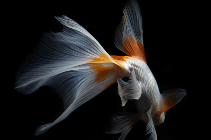 Với những giống lai tạo, cá Koi thường sở hữu nhiều màu sắc trên cùng một cá thể