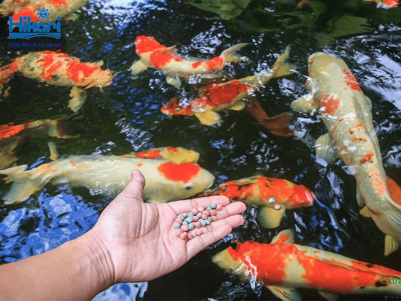 Cá Koi có thịt nhão, tanh và nhiều xương dăm, nên việc ăn thịt loài cá cảnh quý này là vô cùng lãng phí