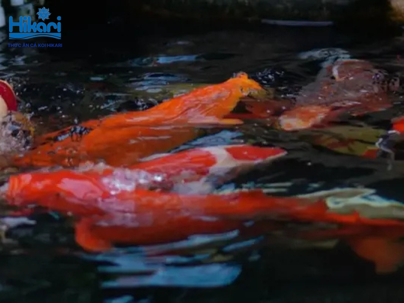 Cá Koi từ nguồn thực phẩm cứu đói đã trở thành biểu tượng văn hóa và loài cá cảnh đắt giá nhất thế giới