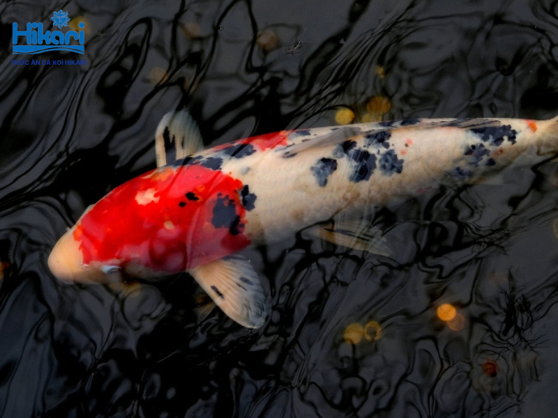 Nuôi cá Koi đúng cách giúp tăng giá trị kinh tế, biến thú chơi này thành khoản đầu tư sinh lời bền vững