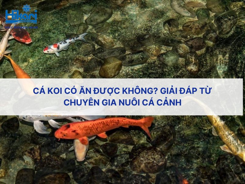 Cá Koi có ăn được không? Giải đáp từ chuyên gia nuôi cá cảnh