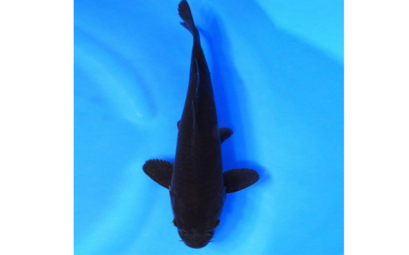 Màu sắc là yếu tố quan trọng quyết định đến giá trị và vẻ đẹp của cá koi đen