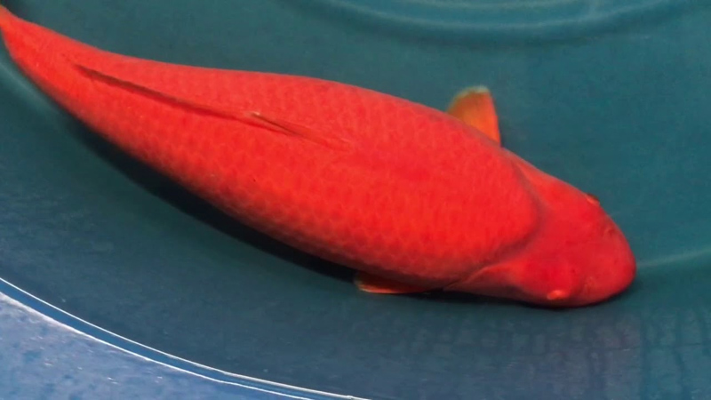 Cá Koi Benigoi