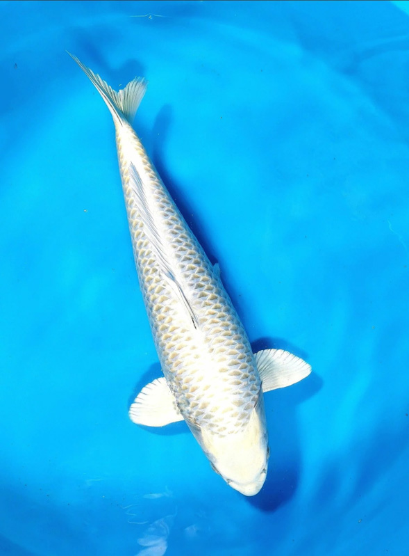 Cá Koi Mukashi