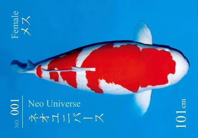 Chân dung cá Koi S Legend thuộc dòng Kohaku Nhật Bản