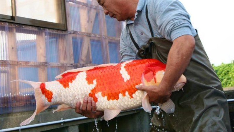 Tại sao giá cá Koi có thể trị giá lên đến hàng triệu USD?