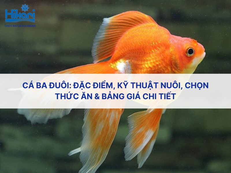 Cá Ba Đuôi: Đặc điểm, kỹ thuật nuôi, chọn thức ăn & bảng giá chi tiết