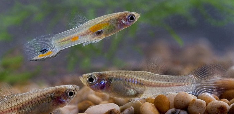 Cá con là một phần quan trọng trong hệ sinh thái của hồ cá Koi