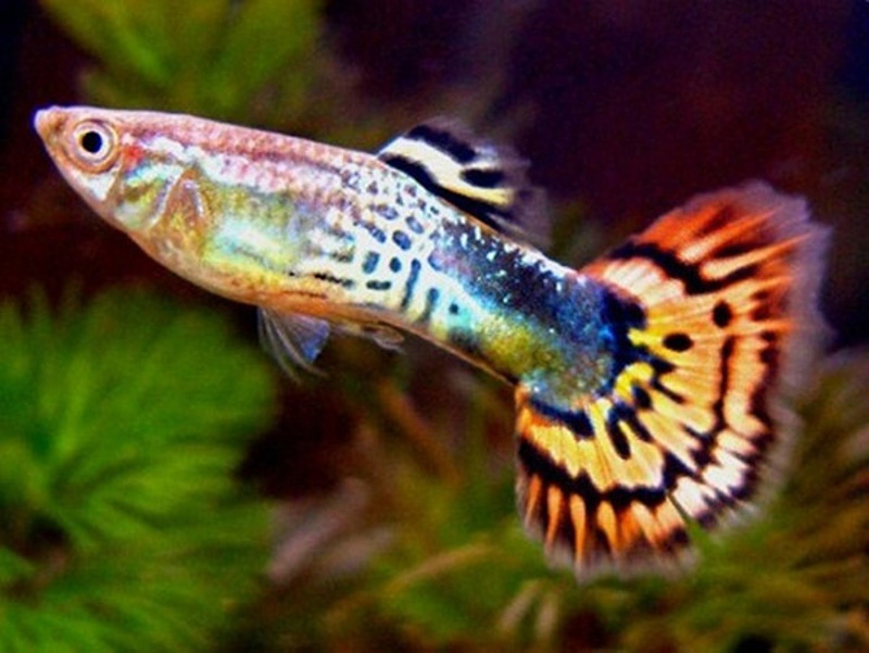 Cá bảy màu thường có thân hình mảnh mai và dẹp, với đuôi và vây phát triển đầy đủ