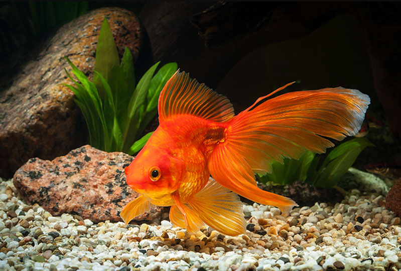 Loài cá này thường có màu sắc vàng rực rỡ và các đường nét mềm mại, tạo nên vẻ đẹp dễ thương 