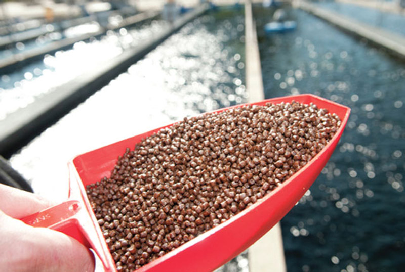 Điều chỉnh tần suất và liều lượng thức ăn là một phần quan trọng của việc chăm sóc cá Koi 