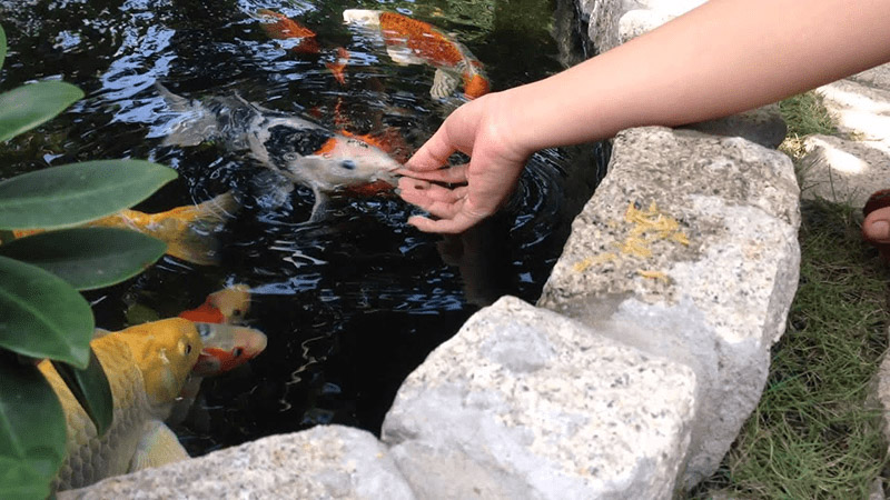 Cho cá Koi ăn trên tay là một phương pháp được nhiều người chơi cá Koi ưa chuộng