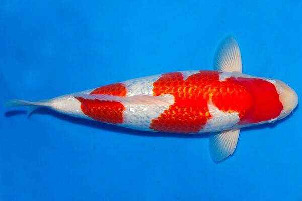 Cá Koi Gin rin: Đặc điểm, dấu hiệu nhận biết và phân loại cá