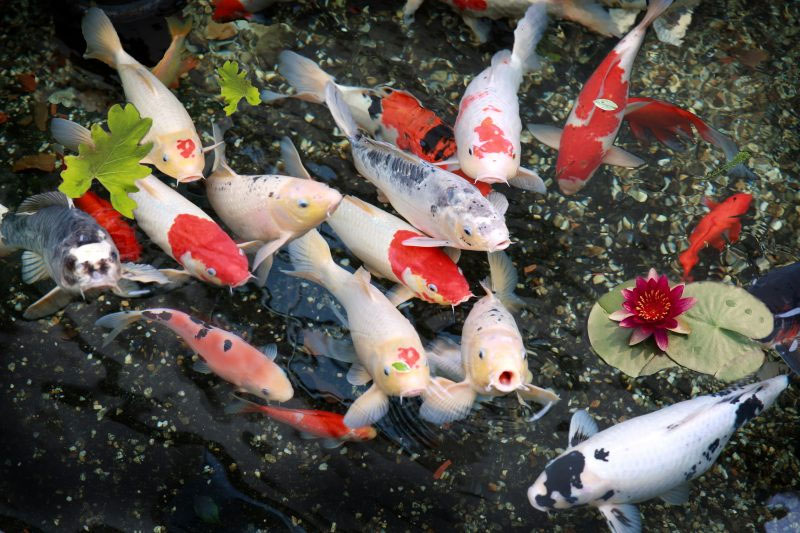 Cá Koi Việt là một biến thể của cá Koi, một loại cá nuôi phổ biến và được ưa chuộng trên khắp thế giới