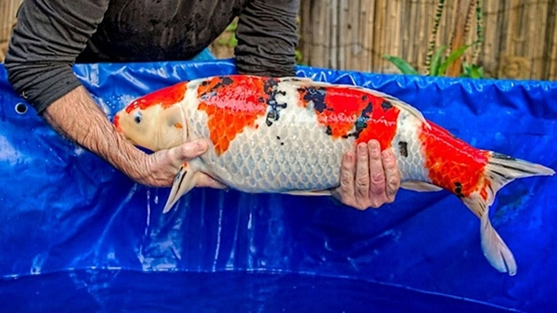Cá Koi Việt không chỉ là một lựa chọn hấp dẫn mà còn là sự lựa chọn hợp lý cho những ai muốn nuôi cá Koi 