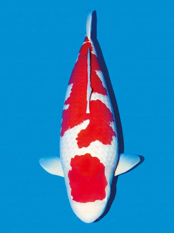 Koi Kohaku là một trong những loại cá Koi được người nuôi cá ưa chuộng và săn lùng nhiều nhất