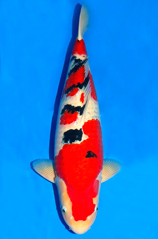 Loại cá này thường được coi là biểu tượng của sự may mắn và phú quý trong văn hóa Nhật Bản