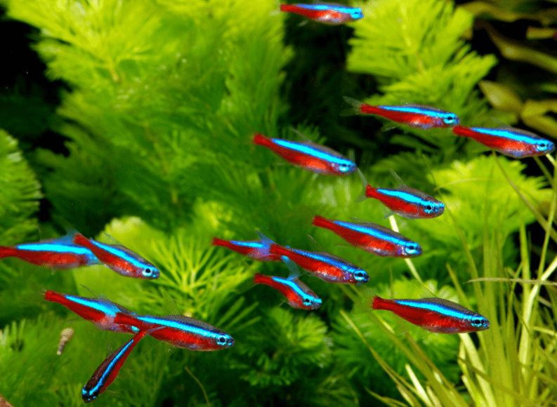 Đôi nét về giống cá Neon
