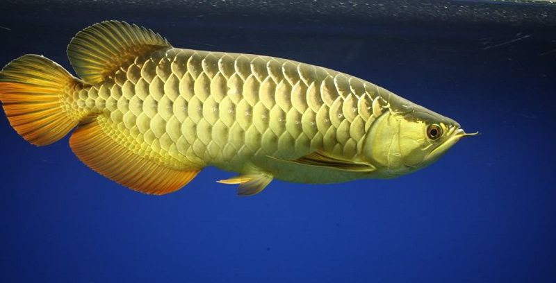 Cá rồng vàng (Golden Arowana)