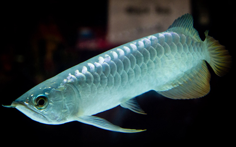 Cá Rồng Bạch Kim Platinum khỏe, nhưng thay đổi môi trường gây sốc