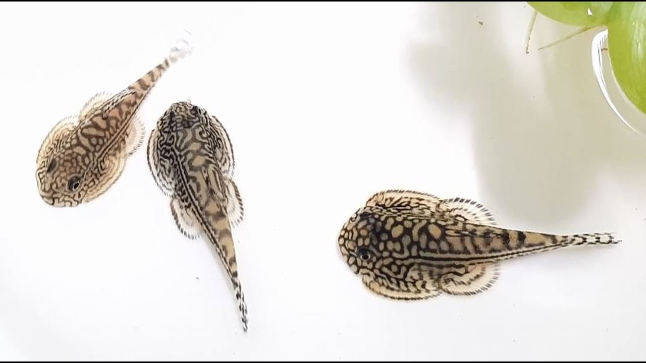 Cách sinh sản của cá tỳ bà bướm