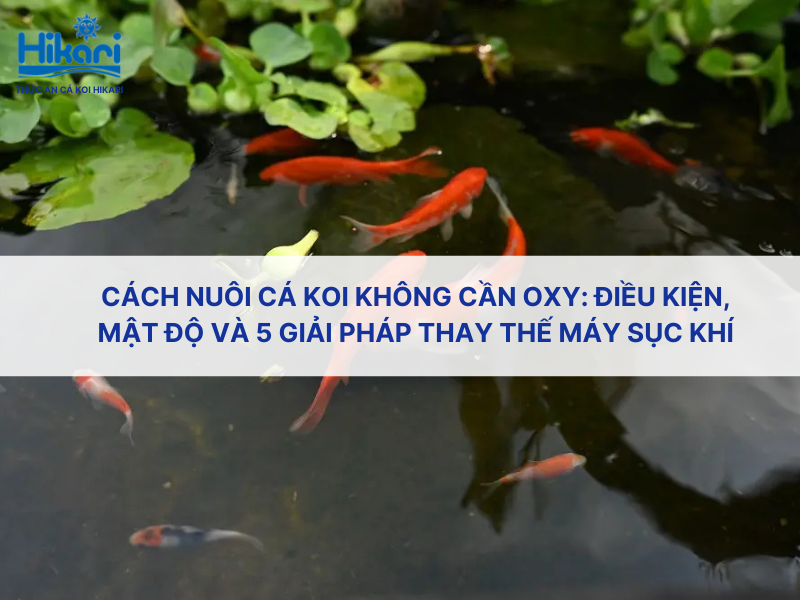 Cách nuôi cá koi không cần oxy: Điều kiện, mật độ và 5 giải pháp thay thế máy sục khí