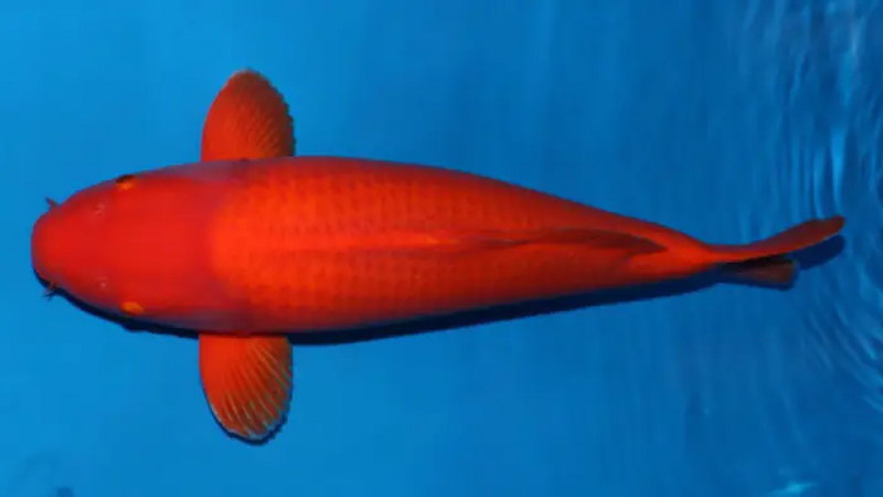 Cá Koi Benigoi là một trong những loại cá Koi phổ biến nhất và được yêu thích nhất trên thế giới