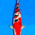 Cá Koi Sanke đã trở thành một phần không thể thiếu trong văn hóa Nhật Bản
