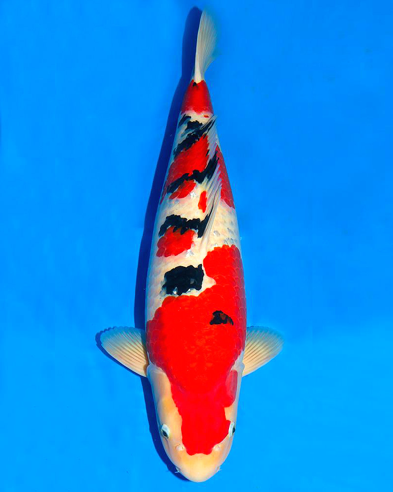 Cá Koi Sanke đã trở thành một phần không thể thiếu trong văn hóa Nhật Bản