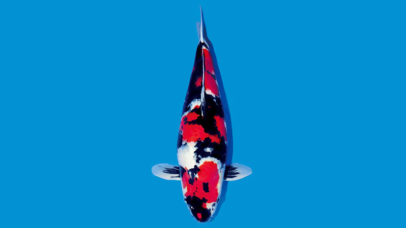 Hi Showa Sanke thường được coi là biểu tượng của sự sáng tạo và đổi mới trong nghệ thuật nuôi cá Koi
