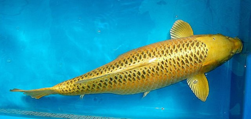 Cá Koi Matsuba được nhận dạng chủ yếu thông qua bộ lông và vảy đặc trưng 