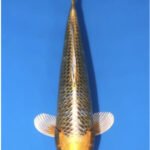 Matsuba Ogons là một loại cá Koi Matsuba được đánh giá cao trong thế giới cá cảnh