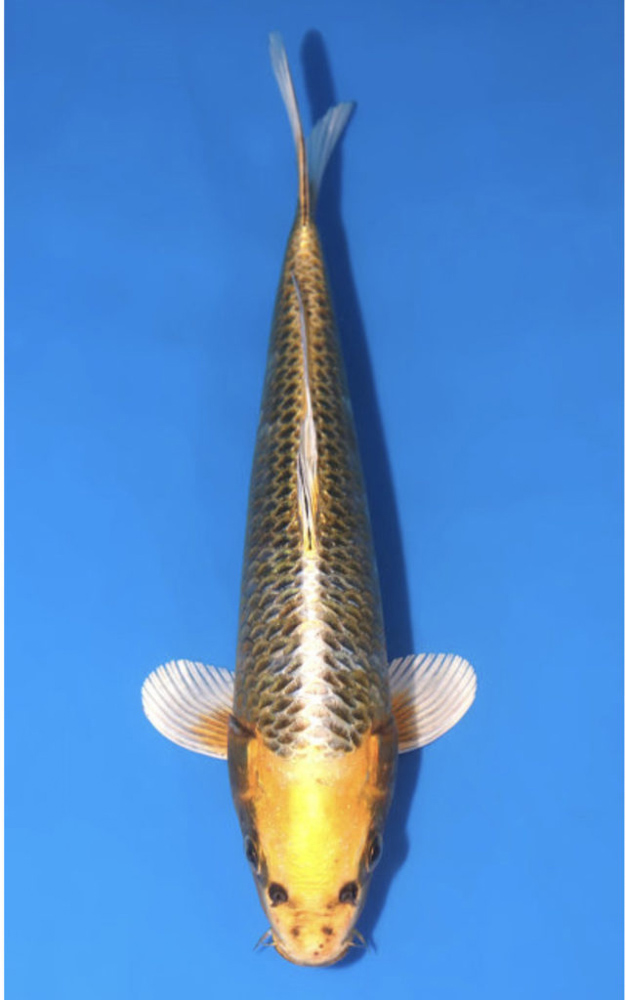 Matsuba Ogons là một loại cá Koi Matsuba được đánh giá cao trong thế giới cá cảnh