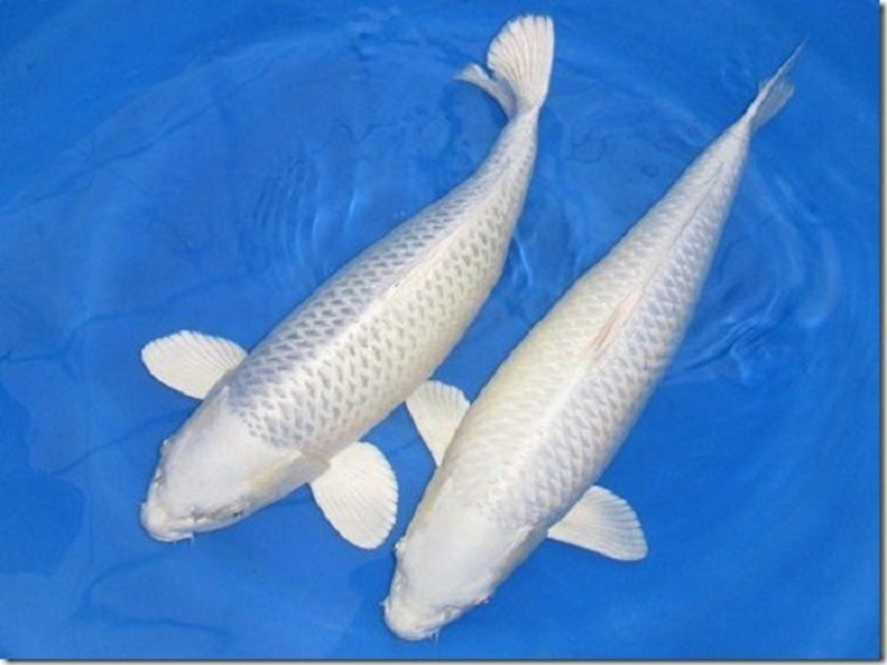 Dòng cá Koi Platinum là một biểu tượng của sự đẳng cấp và tinh tế trong thế giới cá cảnh